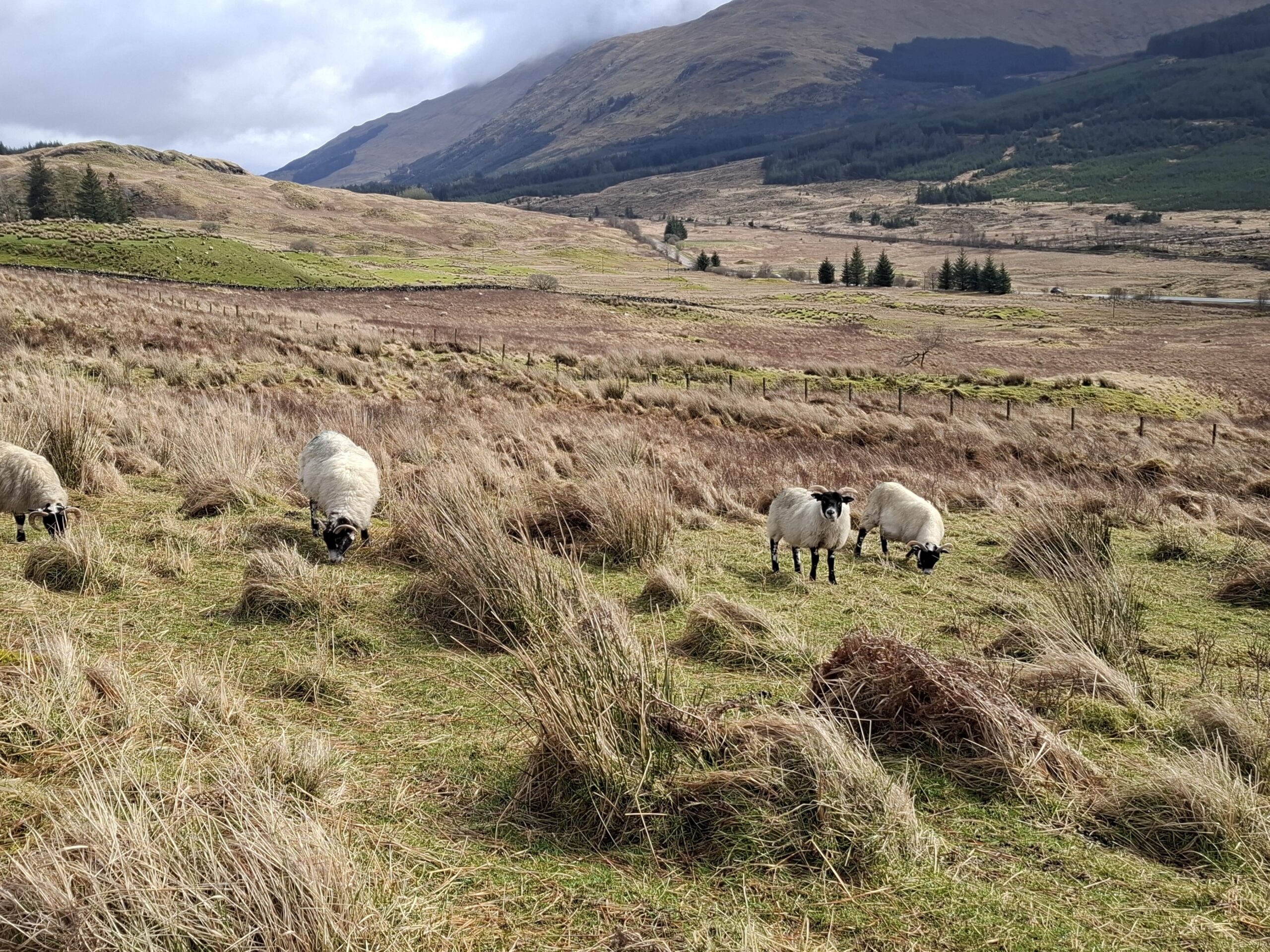 Etappe 5 – Von der Beinglas Farm nach Tyndrum